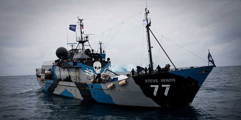 Sea Shepherd Announces Revival of Campaign Against Makah Treaty Rights
